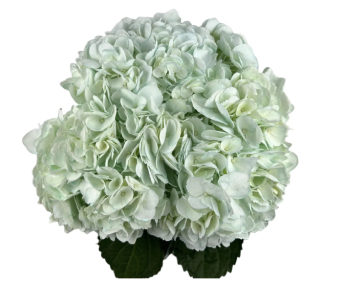 Hydrangea jumbo mild green