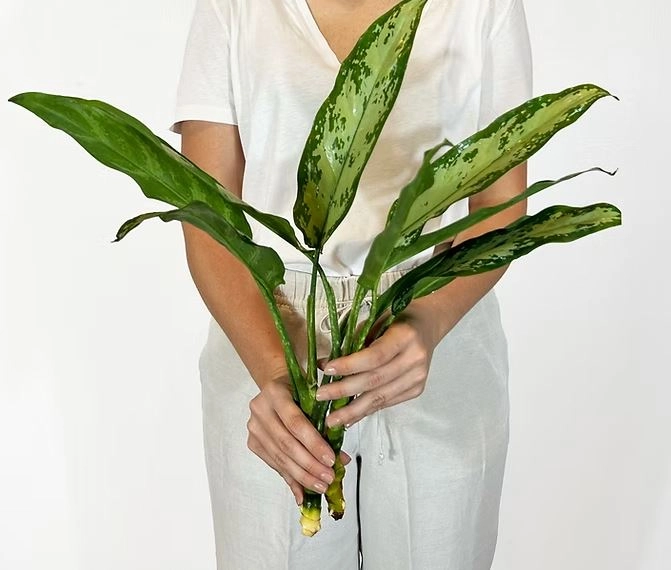 Blad Aglaonema green