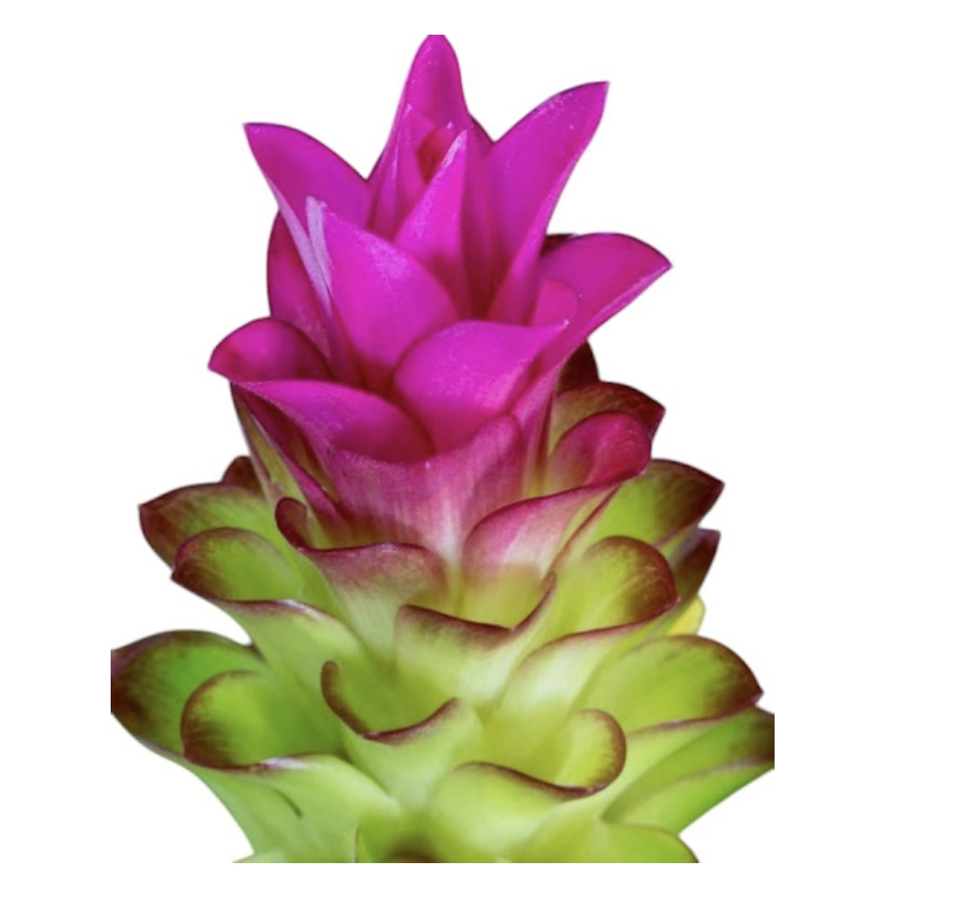 Curcuma elata