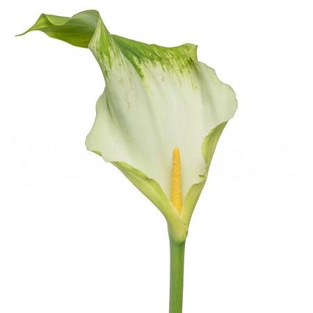Zantedeschia green goddess