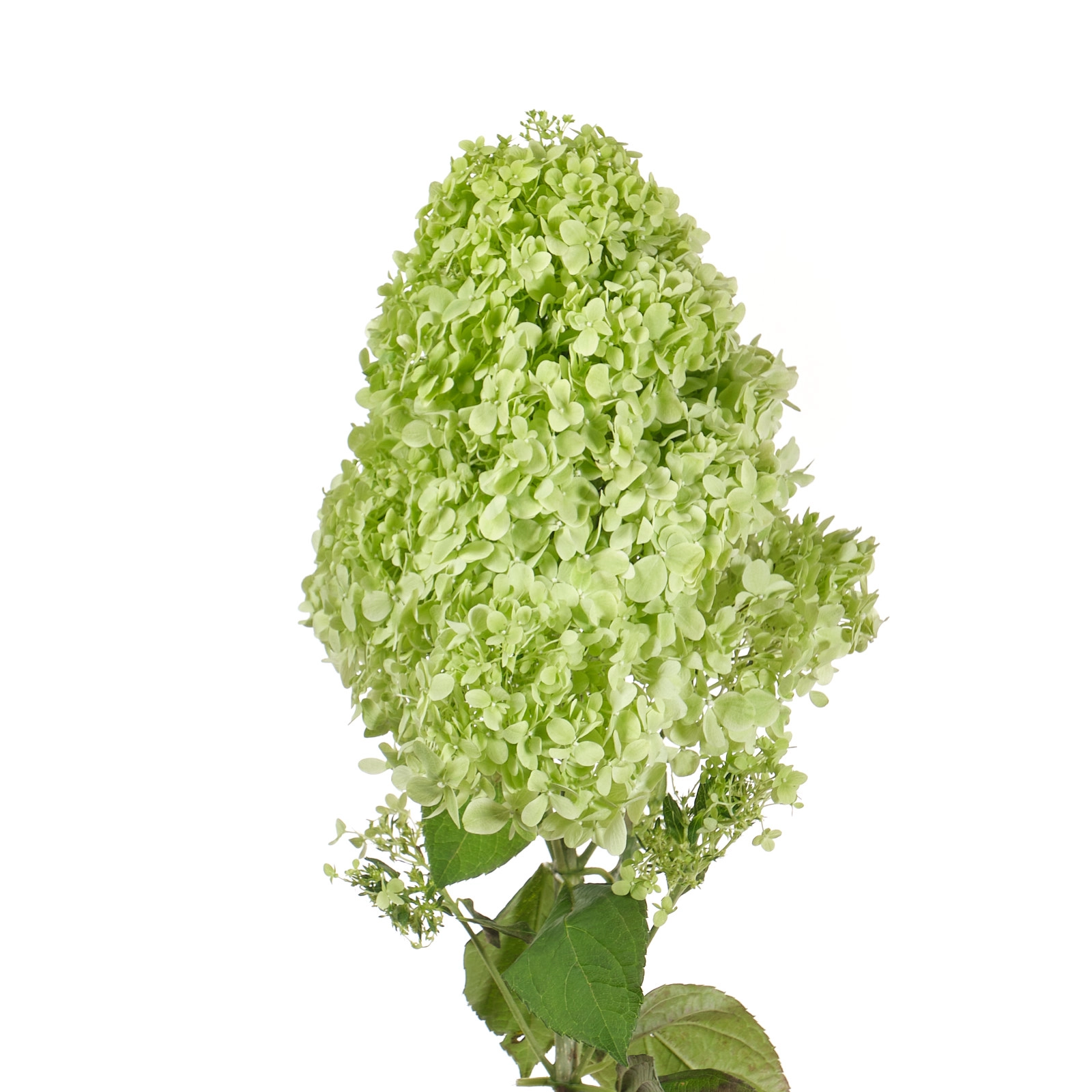 Hydrangea paniculata limelight