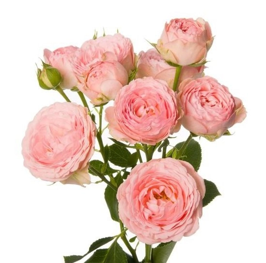 Rose spray britney pink