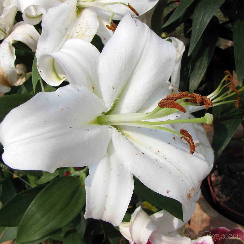 Lilium oriental monteneu