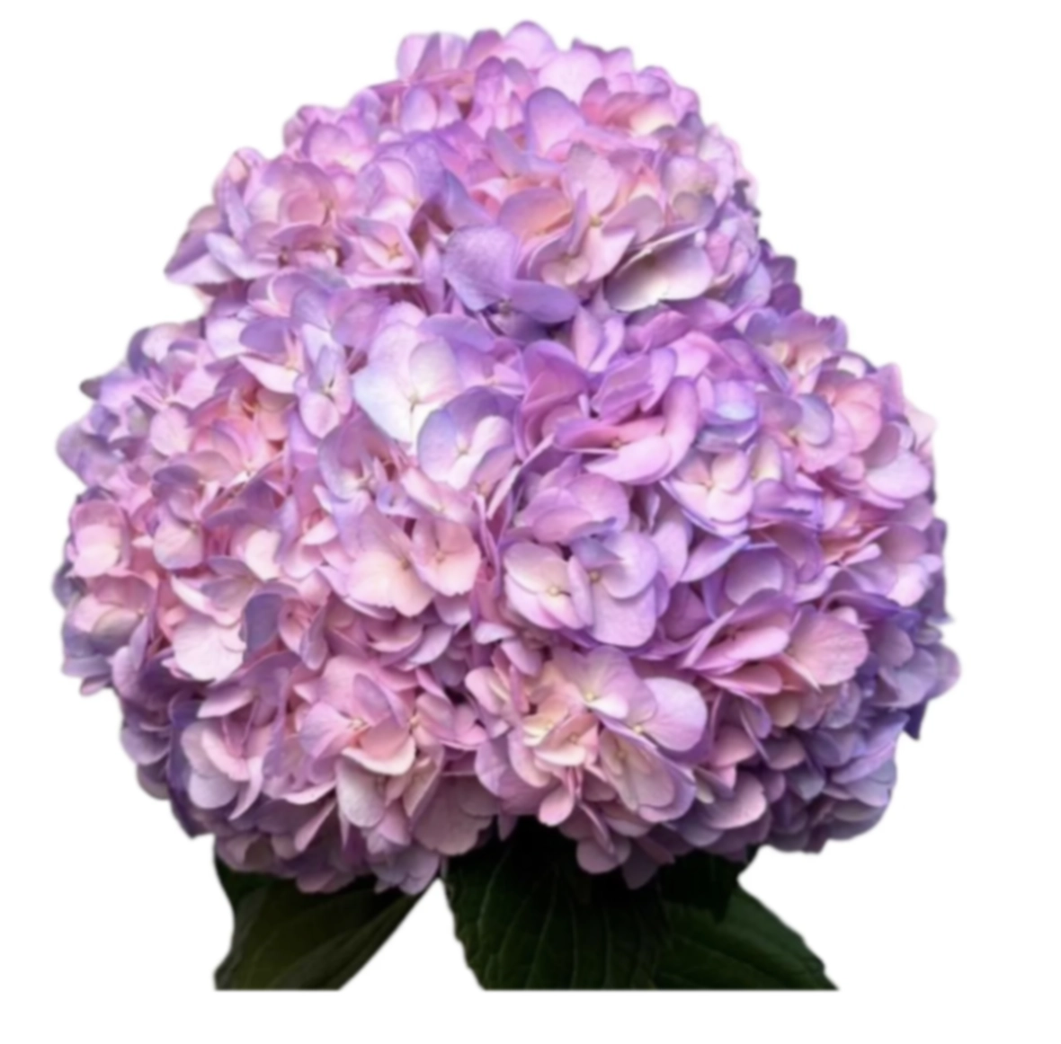 Hydrangea jumbo unicorn