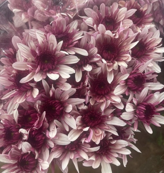 Chrysanthemum spray podolski | Wholesale flowers, plants and supplies Chrysanthemum spray podolski