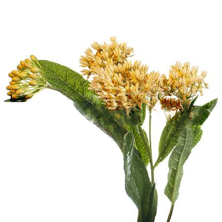 Asclepias heron yellow