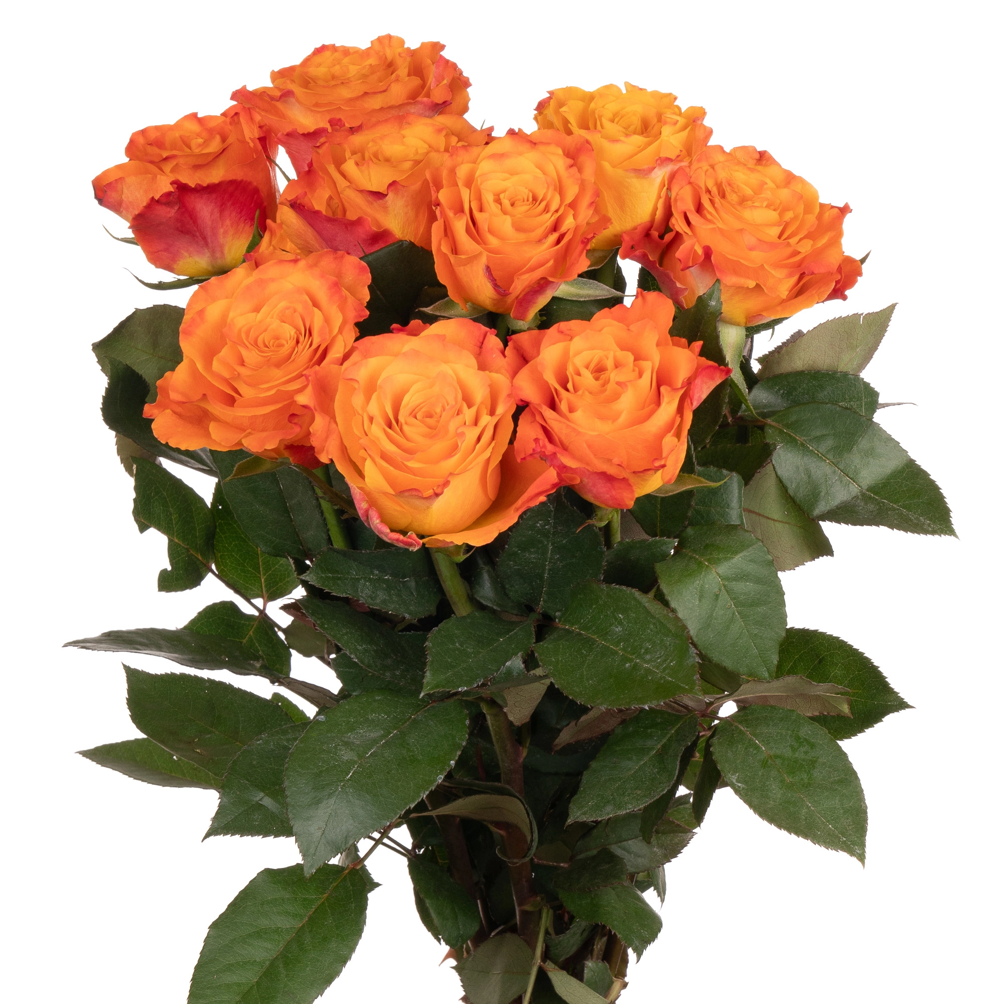 Rose mariyo! | Wholesale flowers, plants and supplies Rose mariyo!