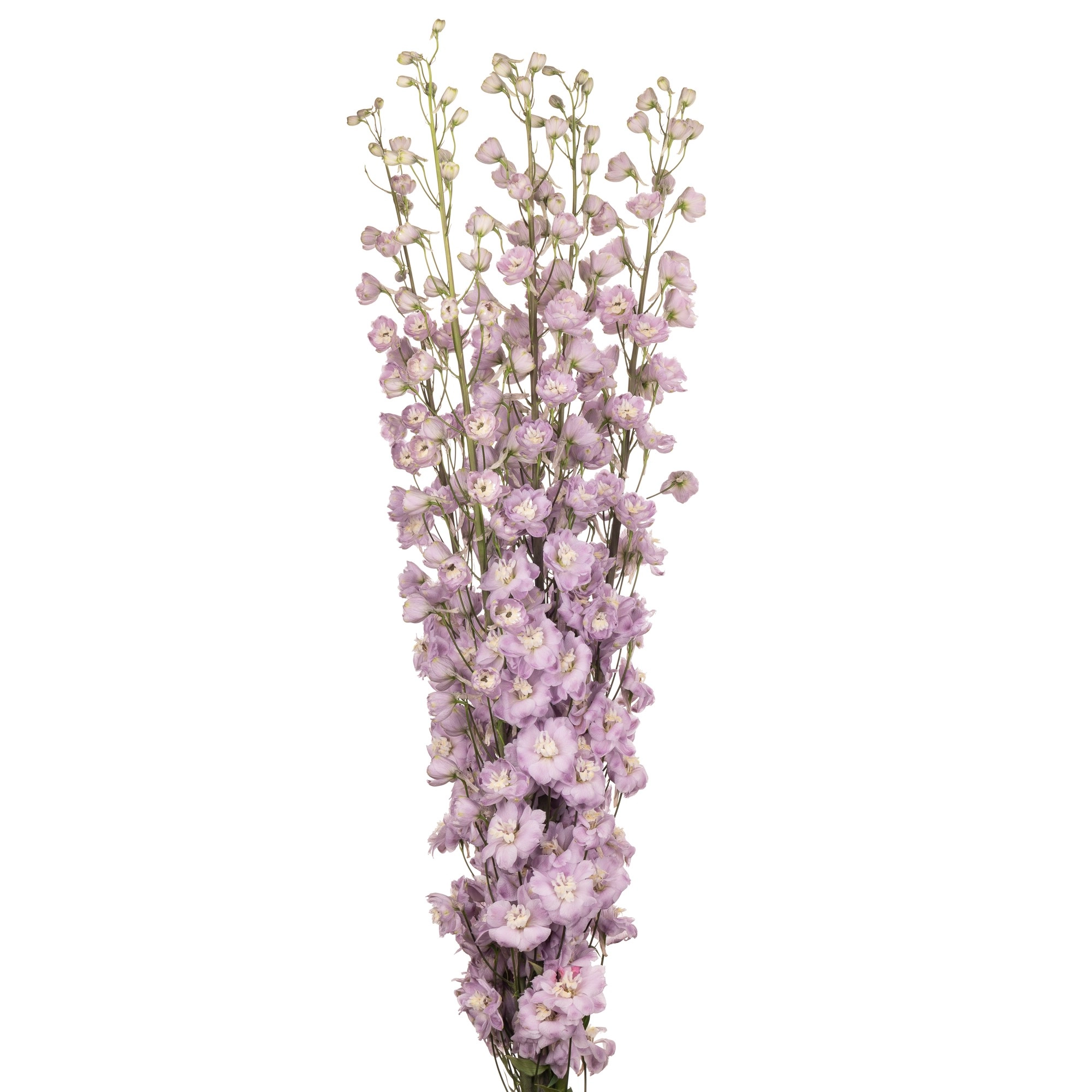 Delphinium flamingo