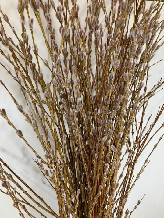 Salix kori yanagi