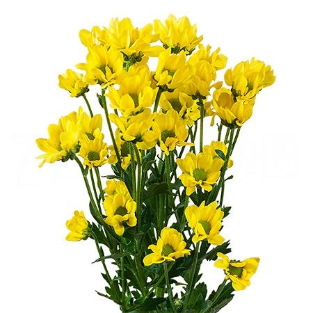 Chrysanthemum santini madiba ringa yellow | Wholesale flowers, plants and supplies Chrysanthemum santini madiba ringa yellow