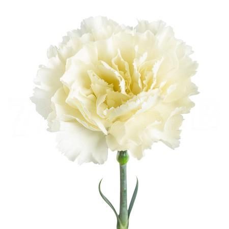 Carnation cream