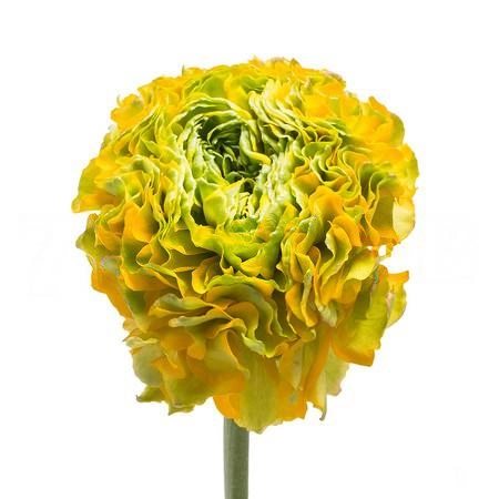 Ranunculus ponpon luna
