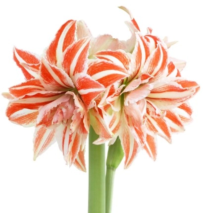 Hippeastrum double dancing queen
