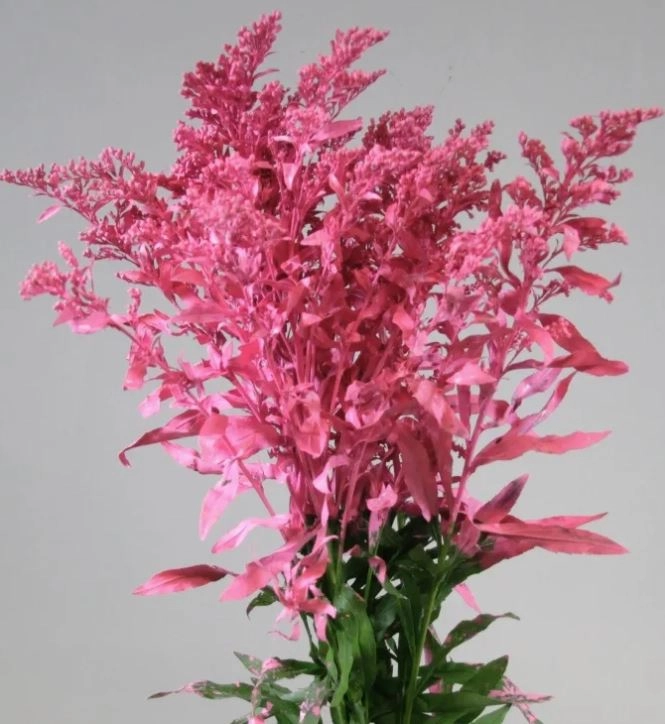 Solidago tinted pink | Wholesale flowers, plants and supplies Solidago tinted pink