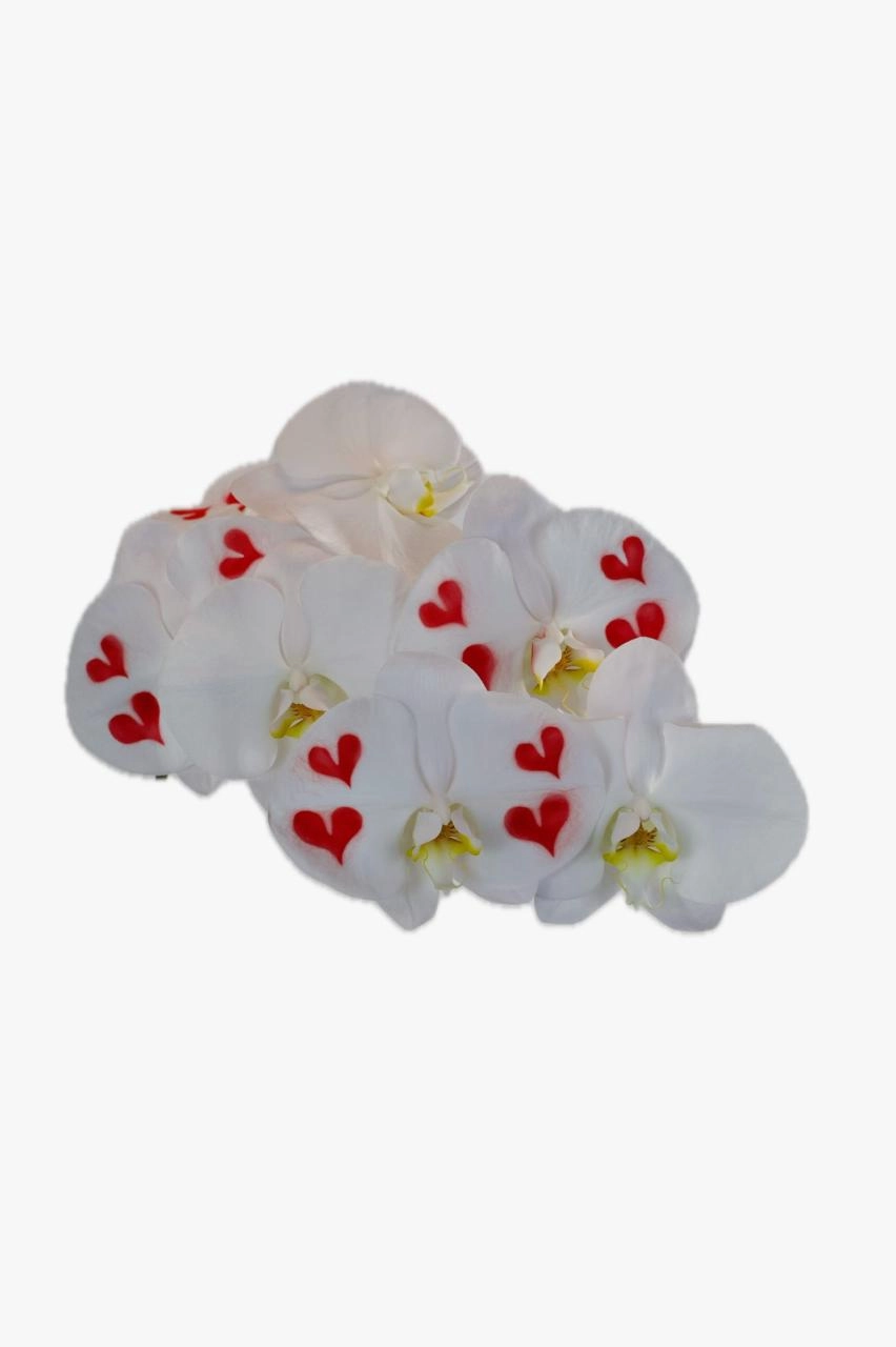 Phalaenopsis spray white with hearts | Wholesale flowers, plants and supplies Phalaenopsis spray white with hearts