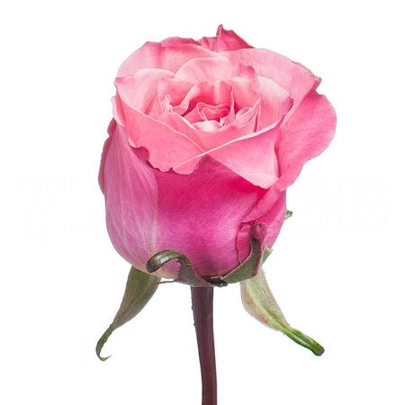 Rose art deco