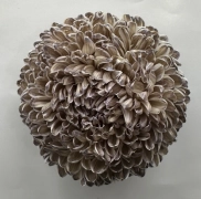 Chrysanthemum tinted hickory