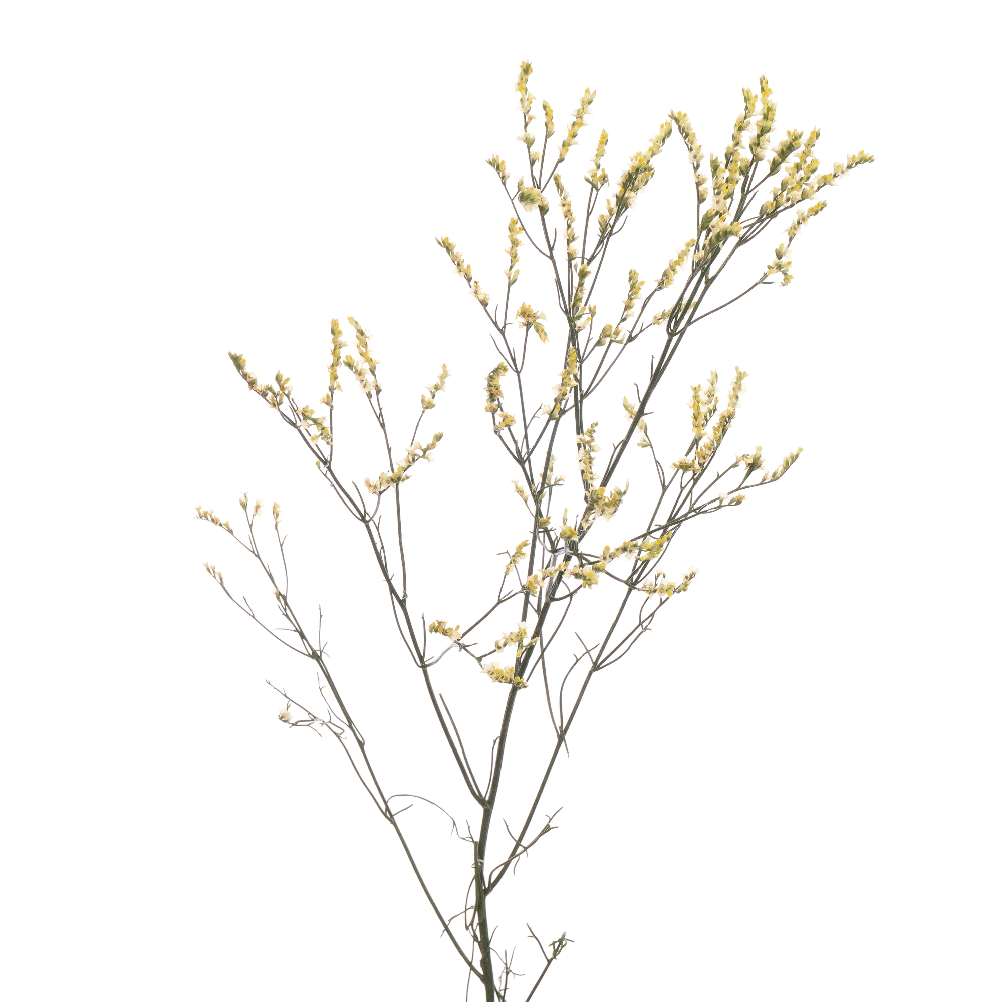 Limonium china lemon