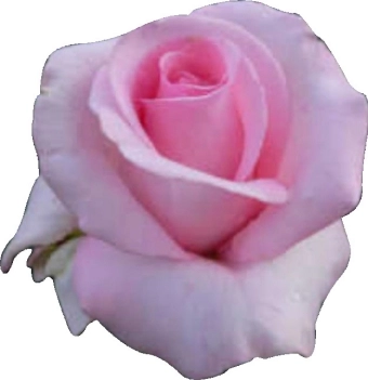 Rose flamingo