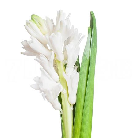 Hyacinthus antarctica
