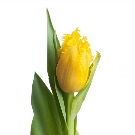 Tulip fringed mon amour