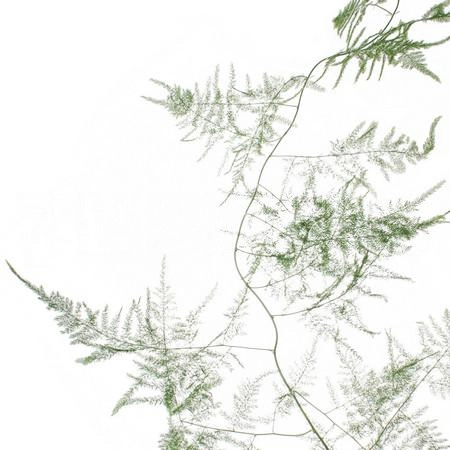 Blad Asparagus setaceus long