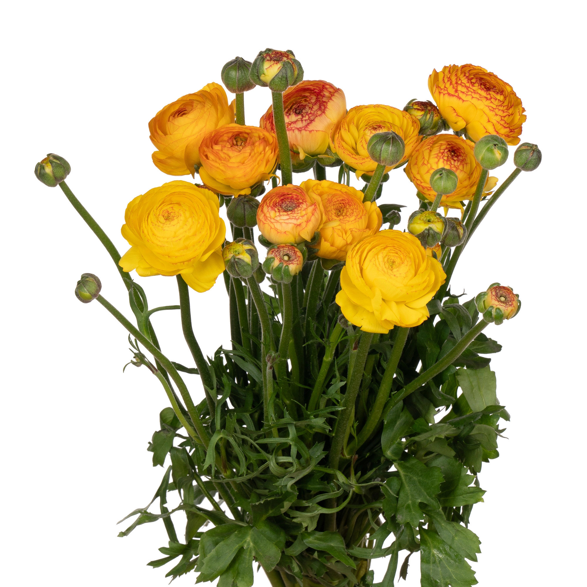 Ranunculus aazur orange | Wholesale flowers, plants and supplies Ranunculus aazur orange