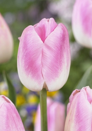 Tulip enkel chantelle
