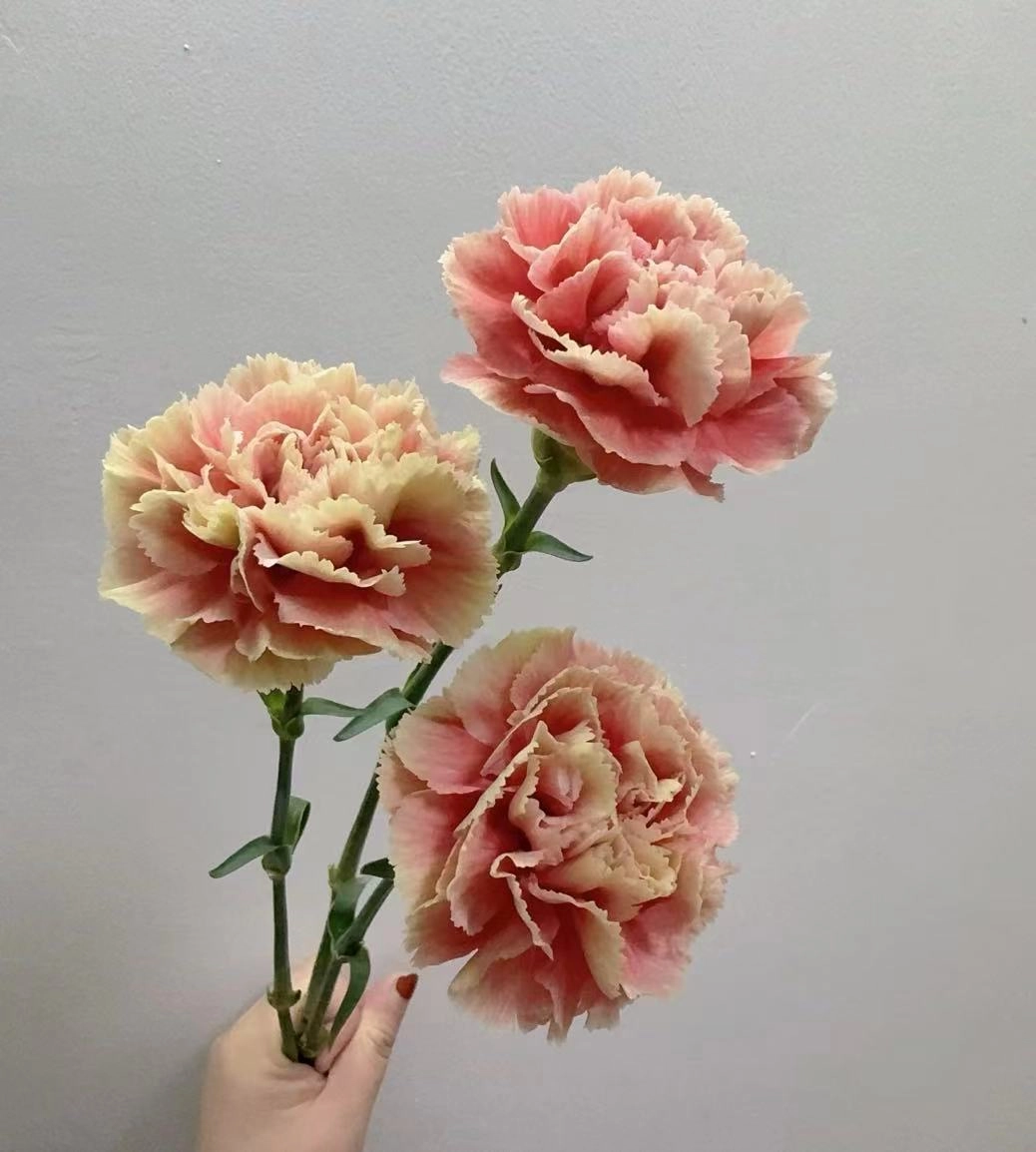 Carnation chameleon