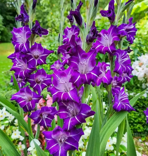 Gladiolus hallowy