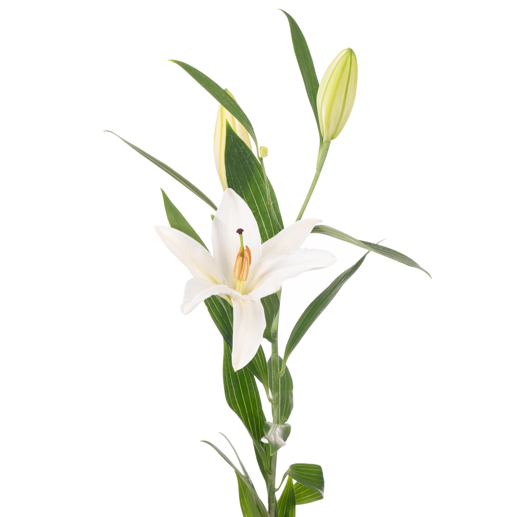 Lilium oriental santander