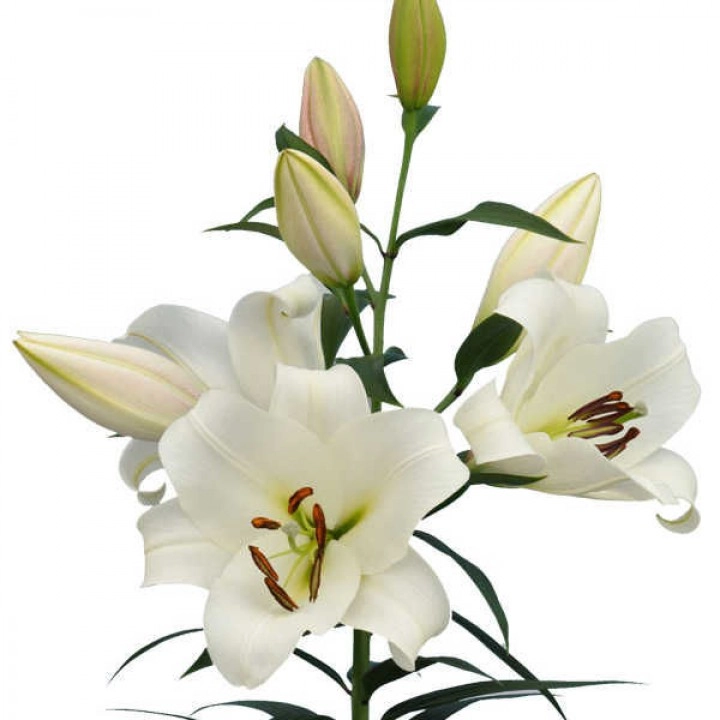 Lilium oriental forever