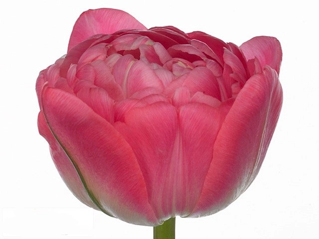 Tulip double rosario double | Wholesale flowers, plants and supplies Tulip double rosario double
