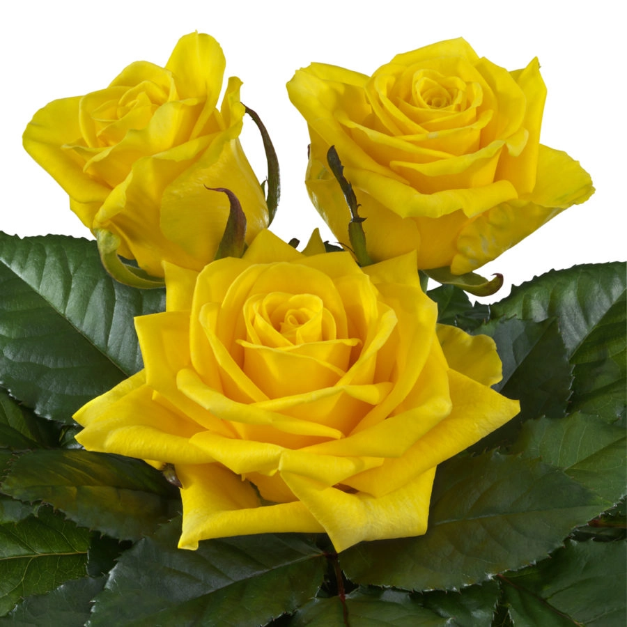 Rose gold finch | Wholesale flowers, plants and supplies Rose gold finch