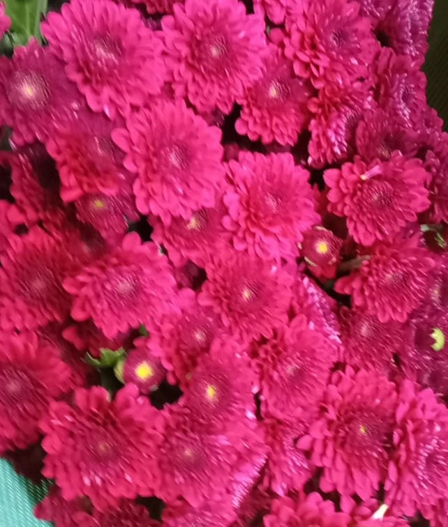 Chrysanthemum spray timau