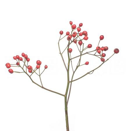 Rose rose hip plenty 