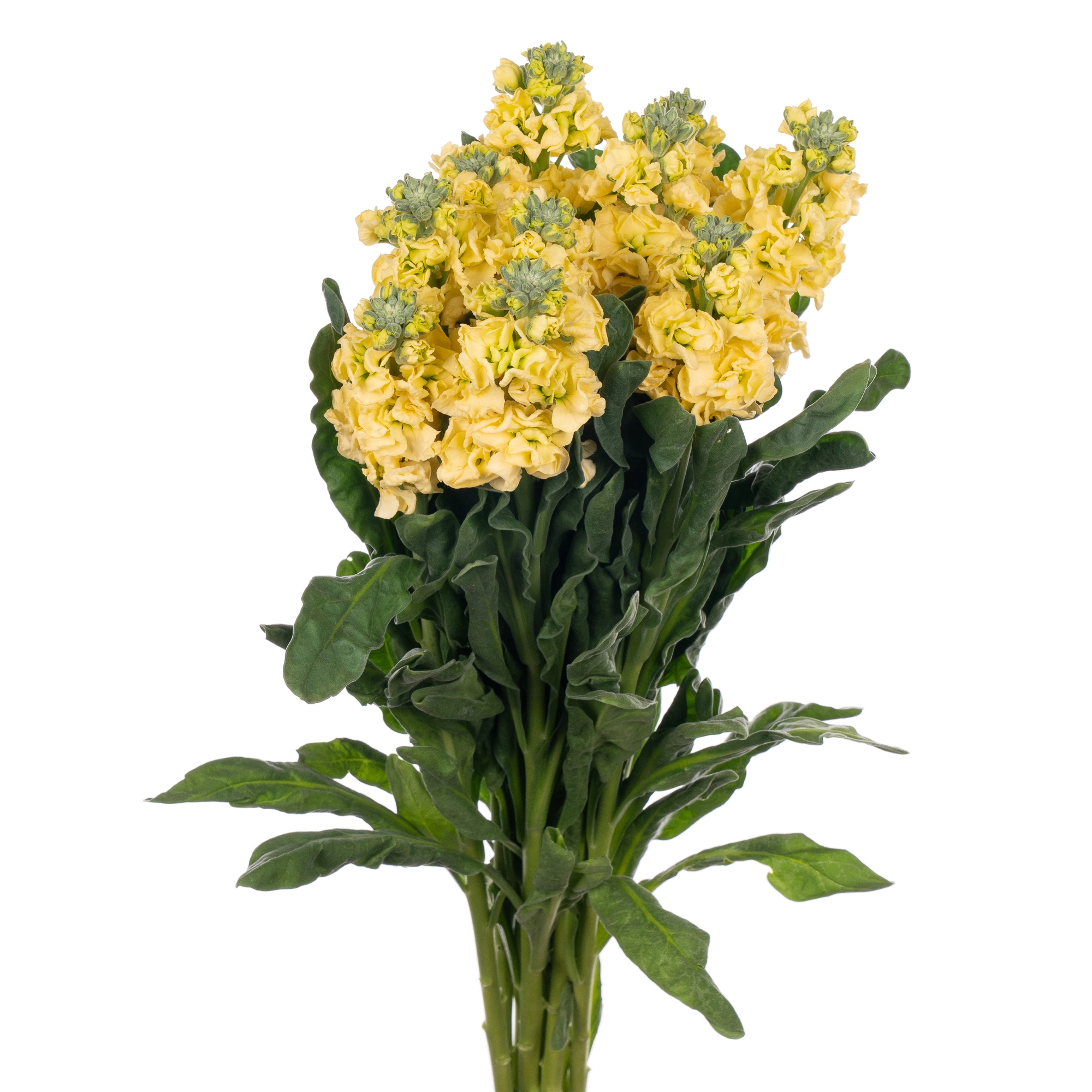 Matthiola cream