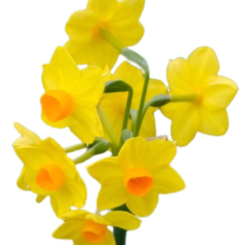 Narcissus martinette | Wholesale flowers, plants and supplies Narcissus martinette