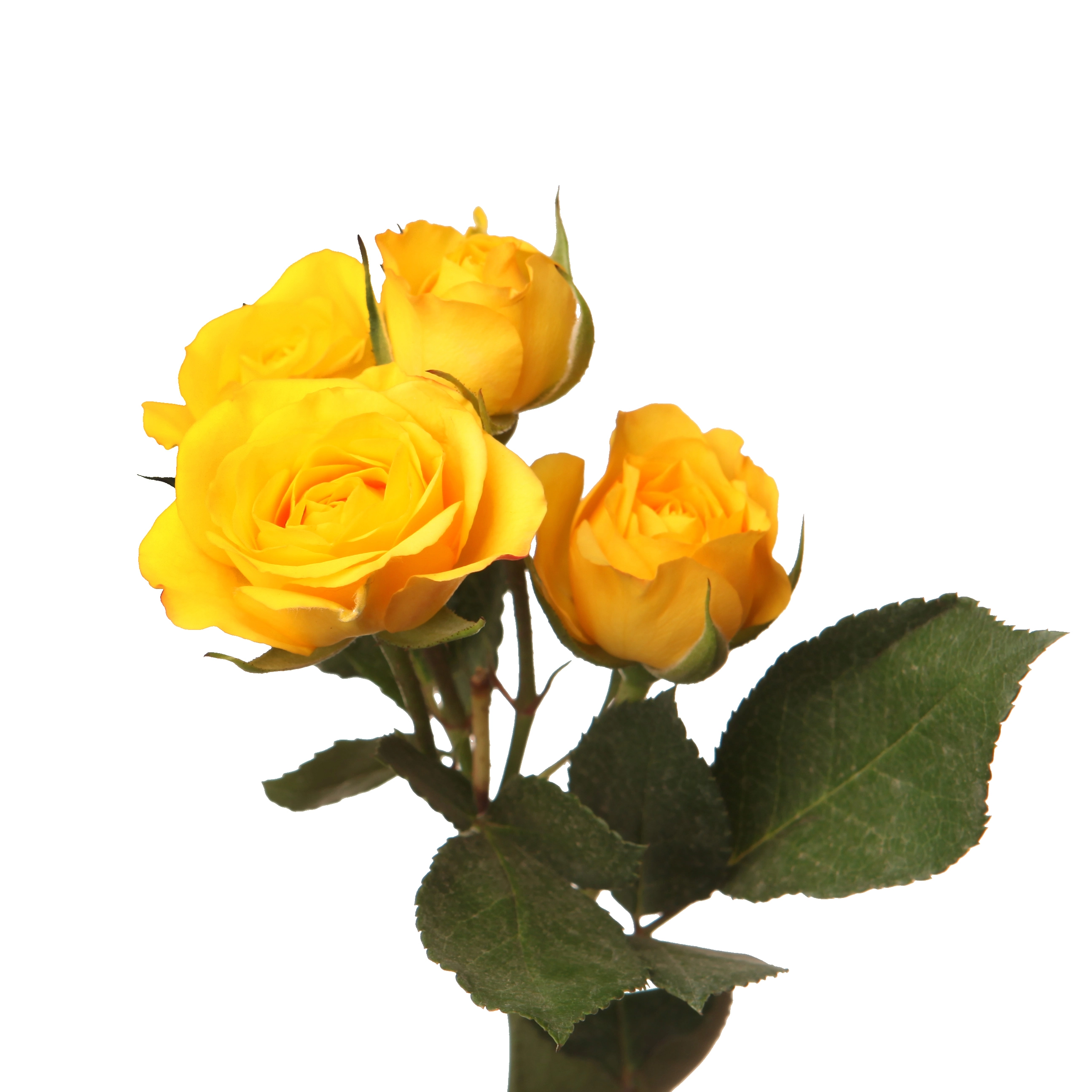 Rose spray yellow babe