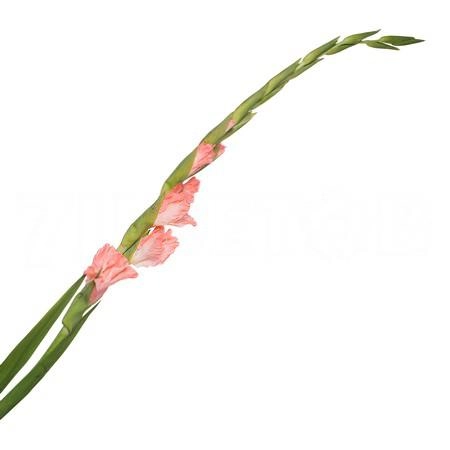 Gladiolus karma