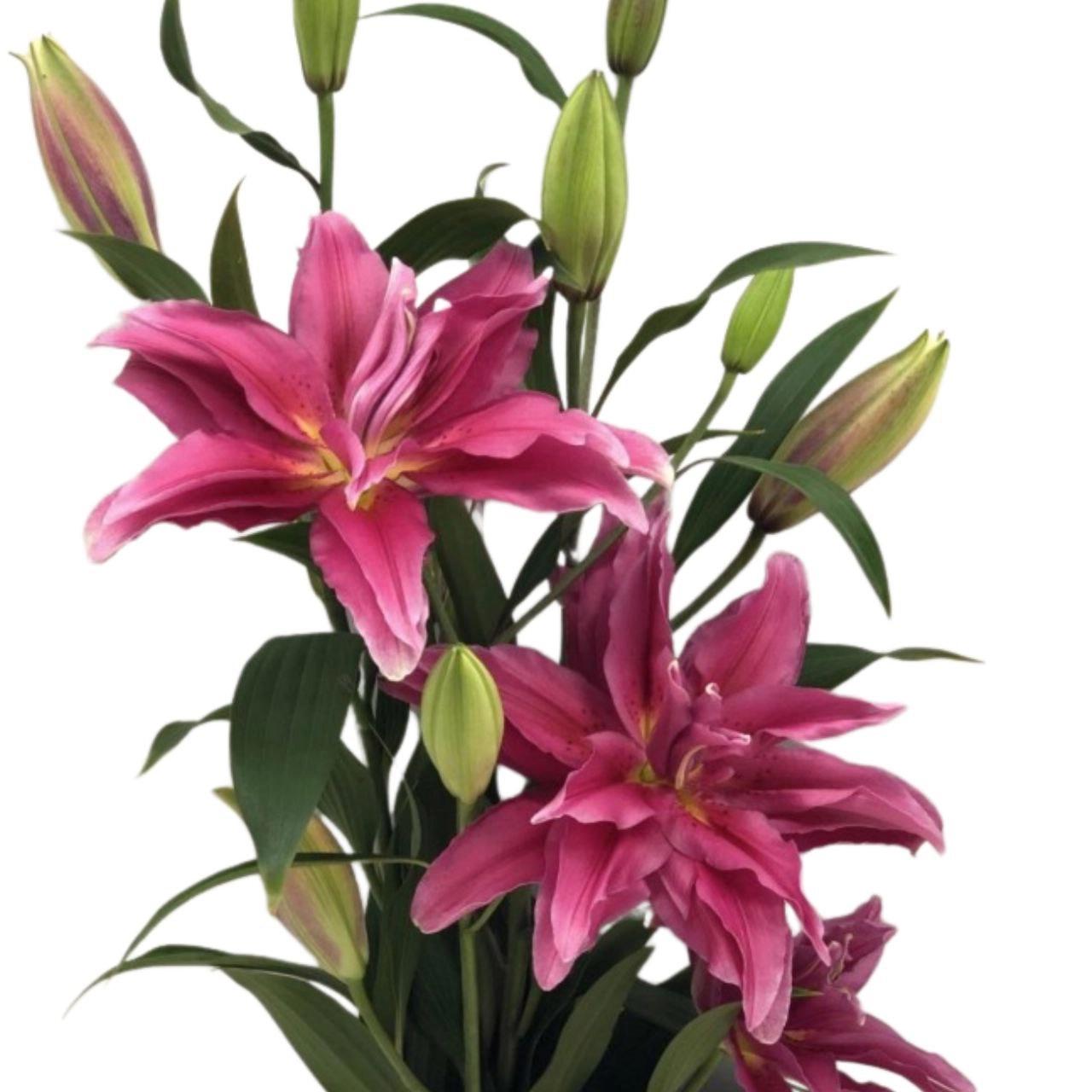Lilium oriental roselily elena