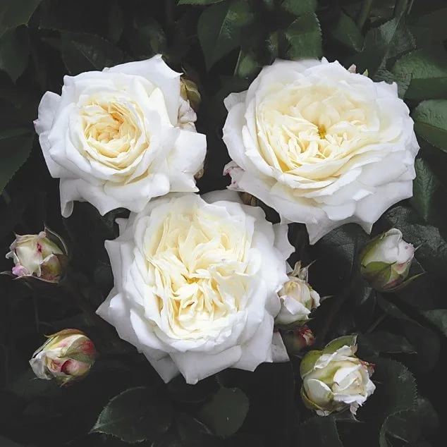 Rose alabaster