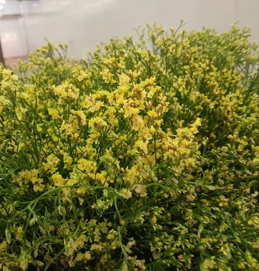 Limonium bliss yellow