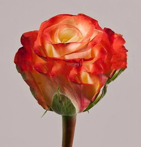 Rose spray jezebel | Wholesale flowers, plants and supplies Rose spray jezebel