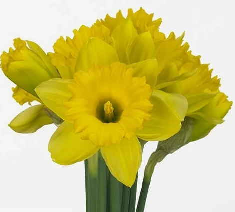 Narcissus dutch master