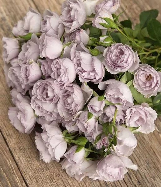 Rose spray everlasting lavender