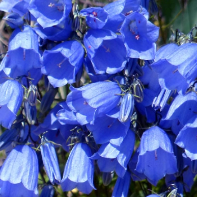 Campanula blue | Wholesale flowers, plants and supplies Campanula blue