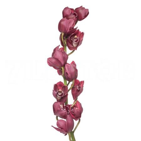 Cymbidium hades