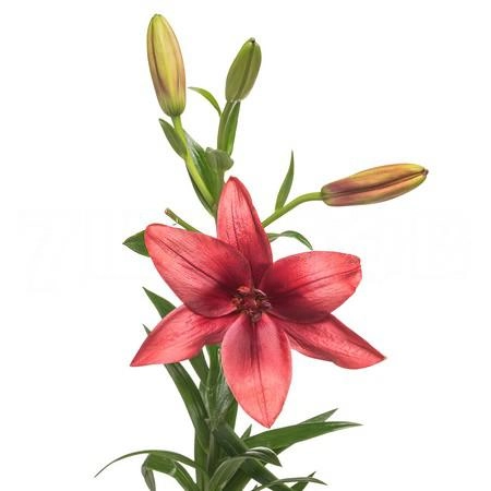 Lilium la-hybrid corleone