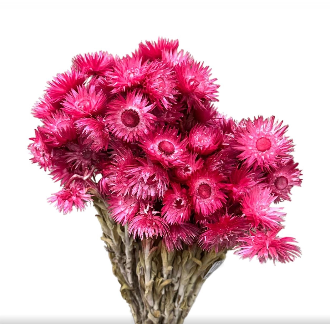 Phaenocoma dried everlasting pink